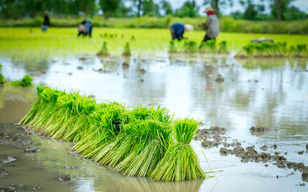 Food Production & Consumption Impact on Environment