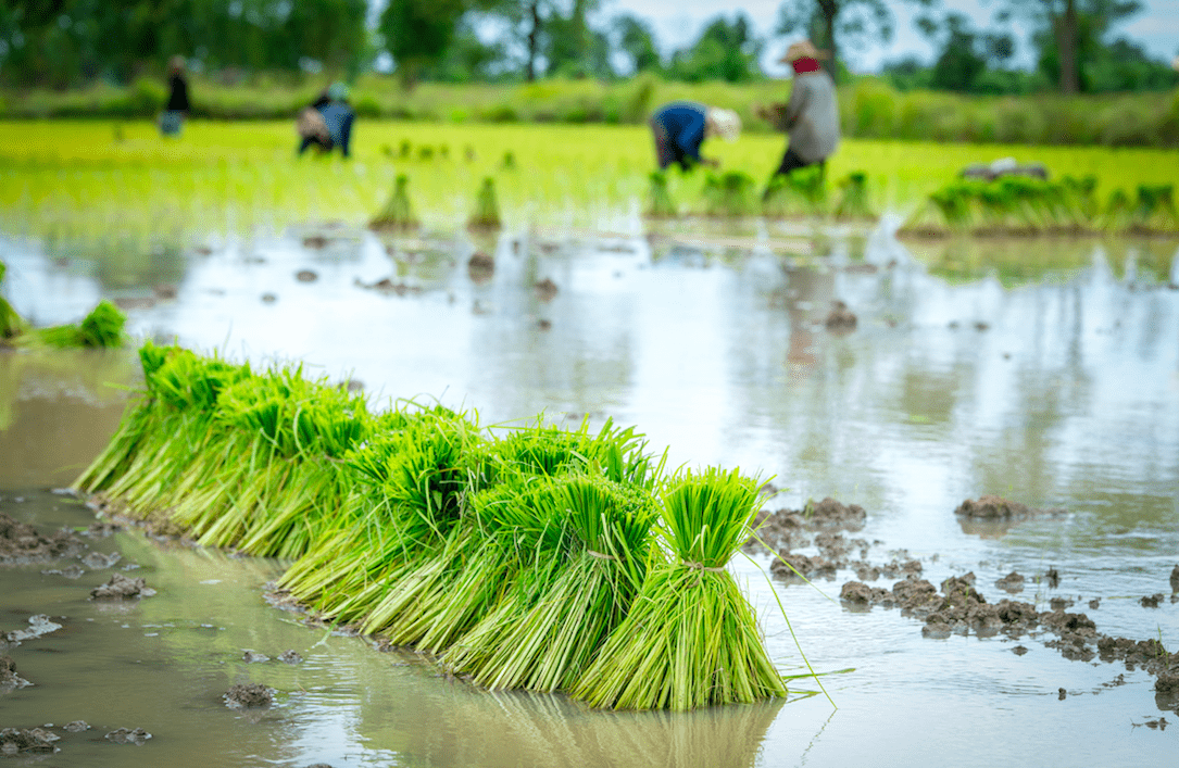 Food Production & Consumption Impact on Environment