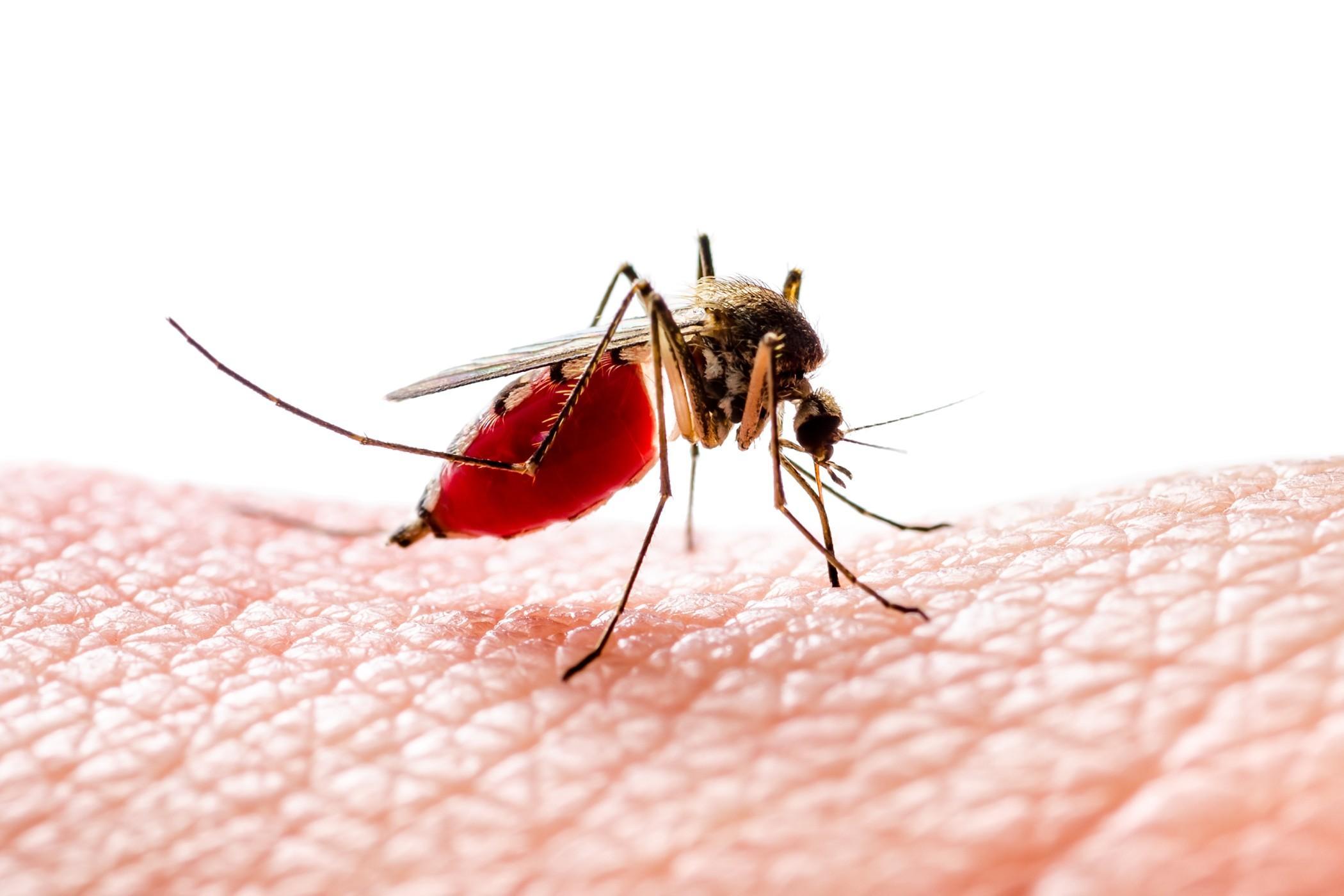 Travelling to Chikungunya Prone Areas? Here’s What You Must Keep in Mind