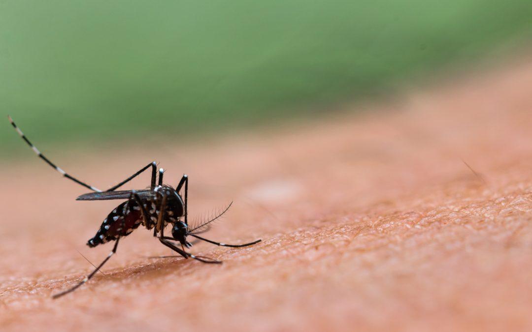 Foods to help fight Dengue