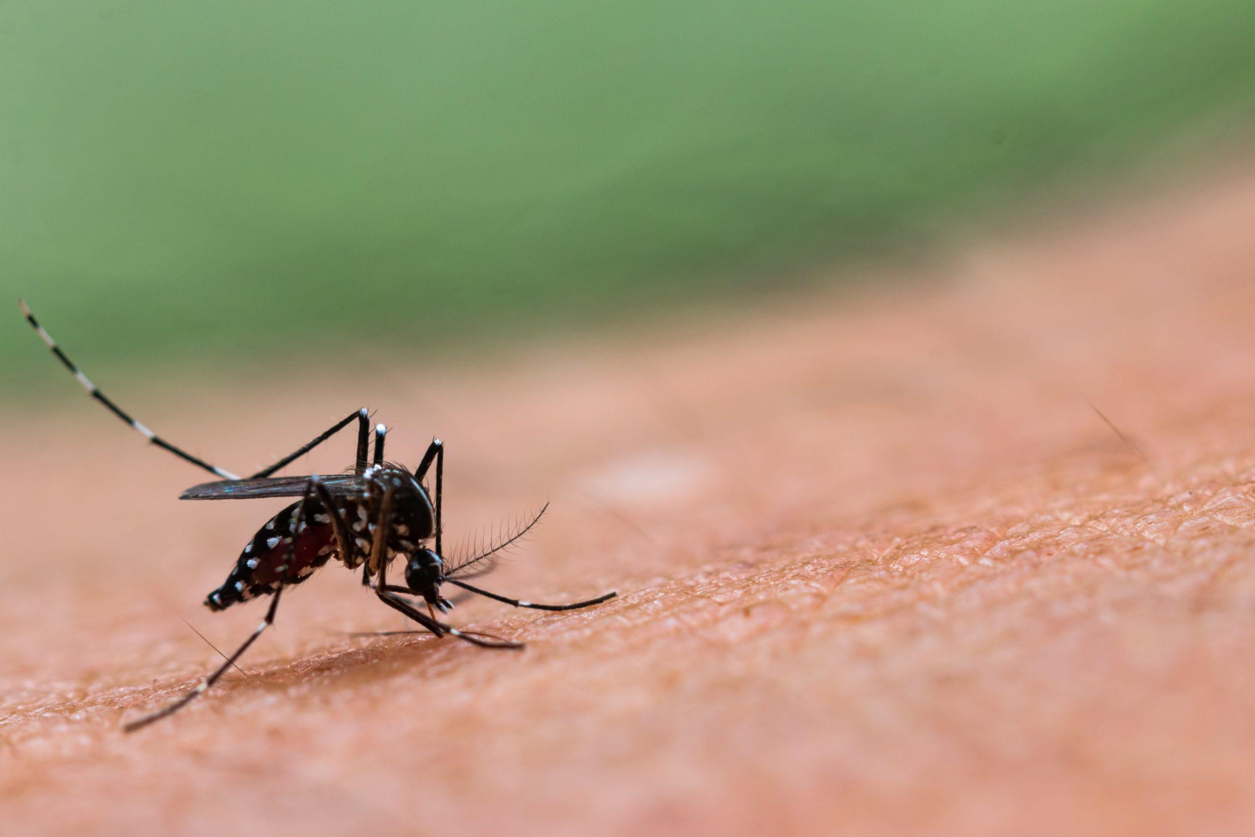 Spread of dengue may be limited by golbal warming