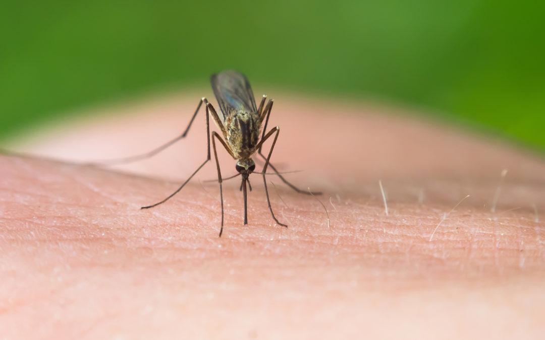 Tackling Dengue by turning female mosquitoes into males