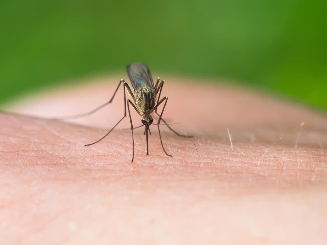 Prevent malaria in small study by experimental antibody