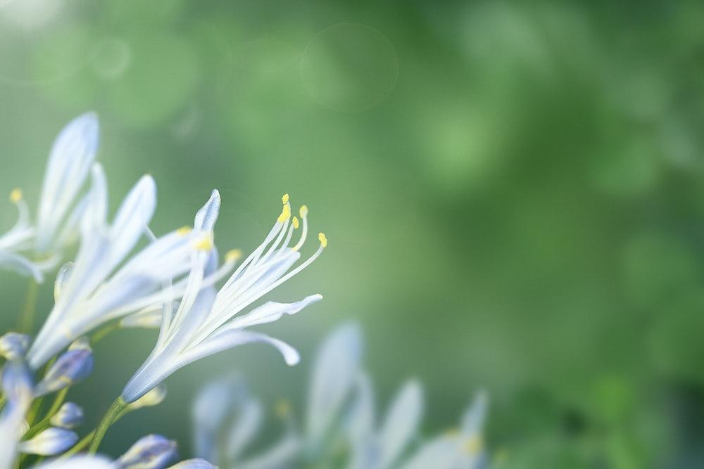 What Are Pollen Allergies and How Can You Manage Them?