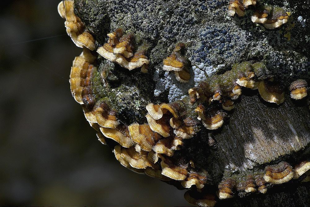 Rare White Fungus Detected in brain of Post covid 19 Patient