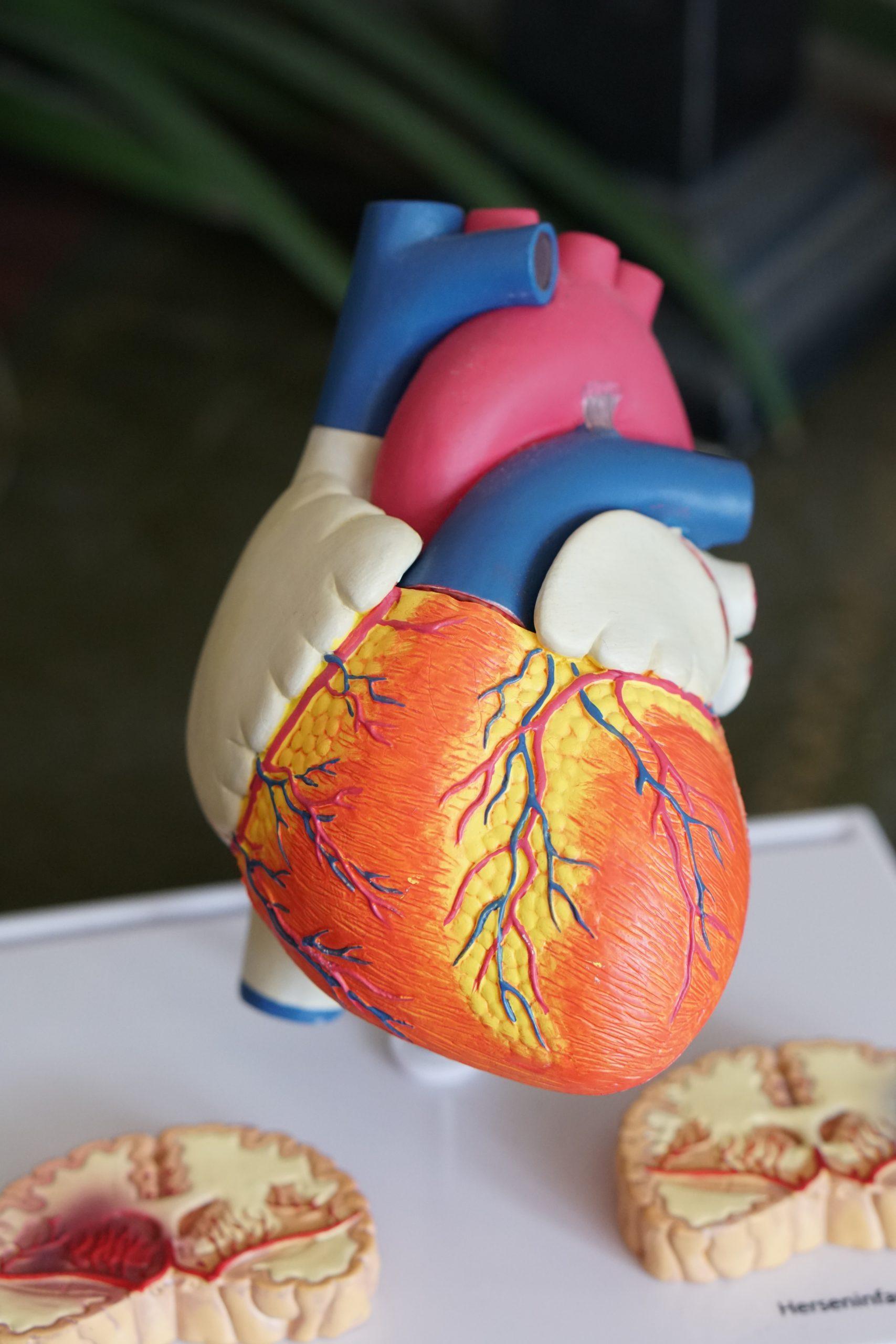 International Space Station and Cultured Heart Cells