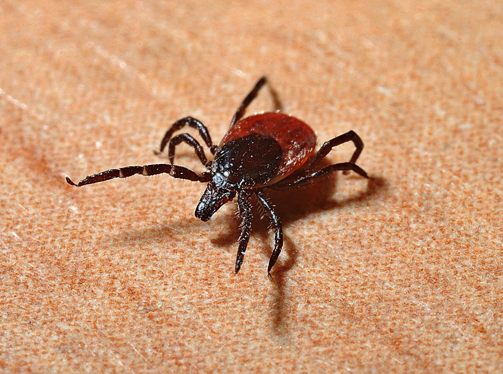 Lyme Disease Treatment and Management