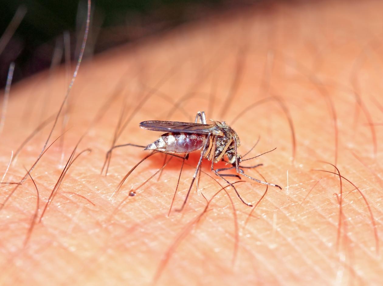 Malaria due to climate change can occur in a wide population