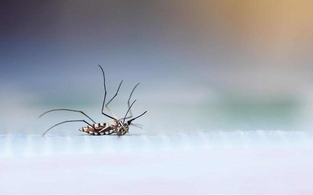 Inserting mosquitoes with Wolbachia bacteria reduces dengue infection 