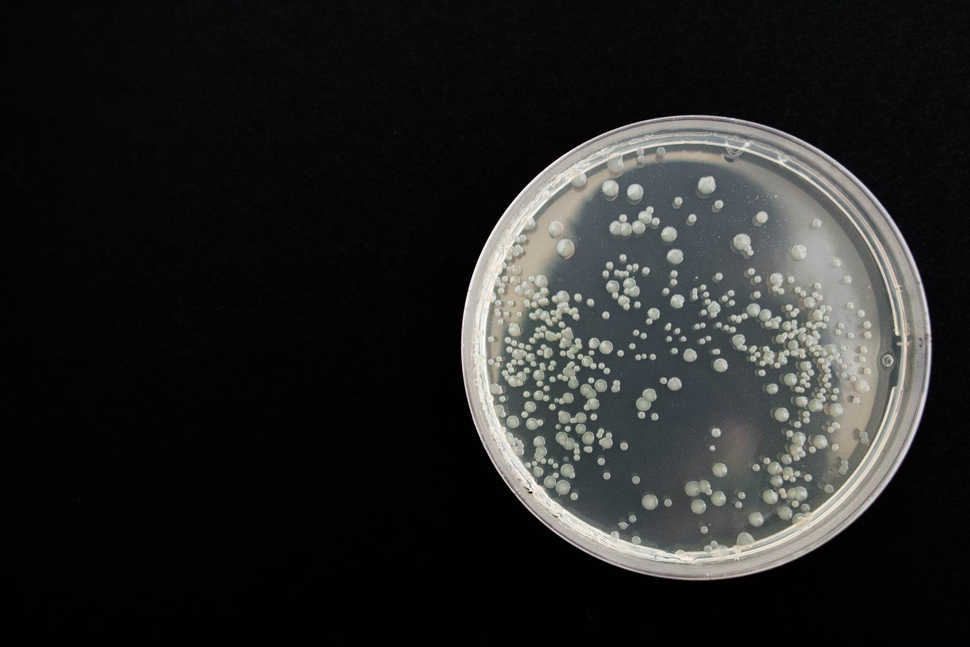 Bacteria as Living Microrobots to Fight Cancer