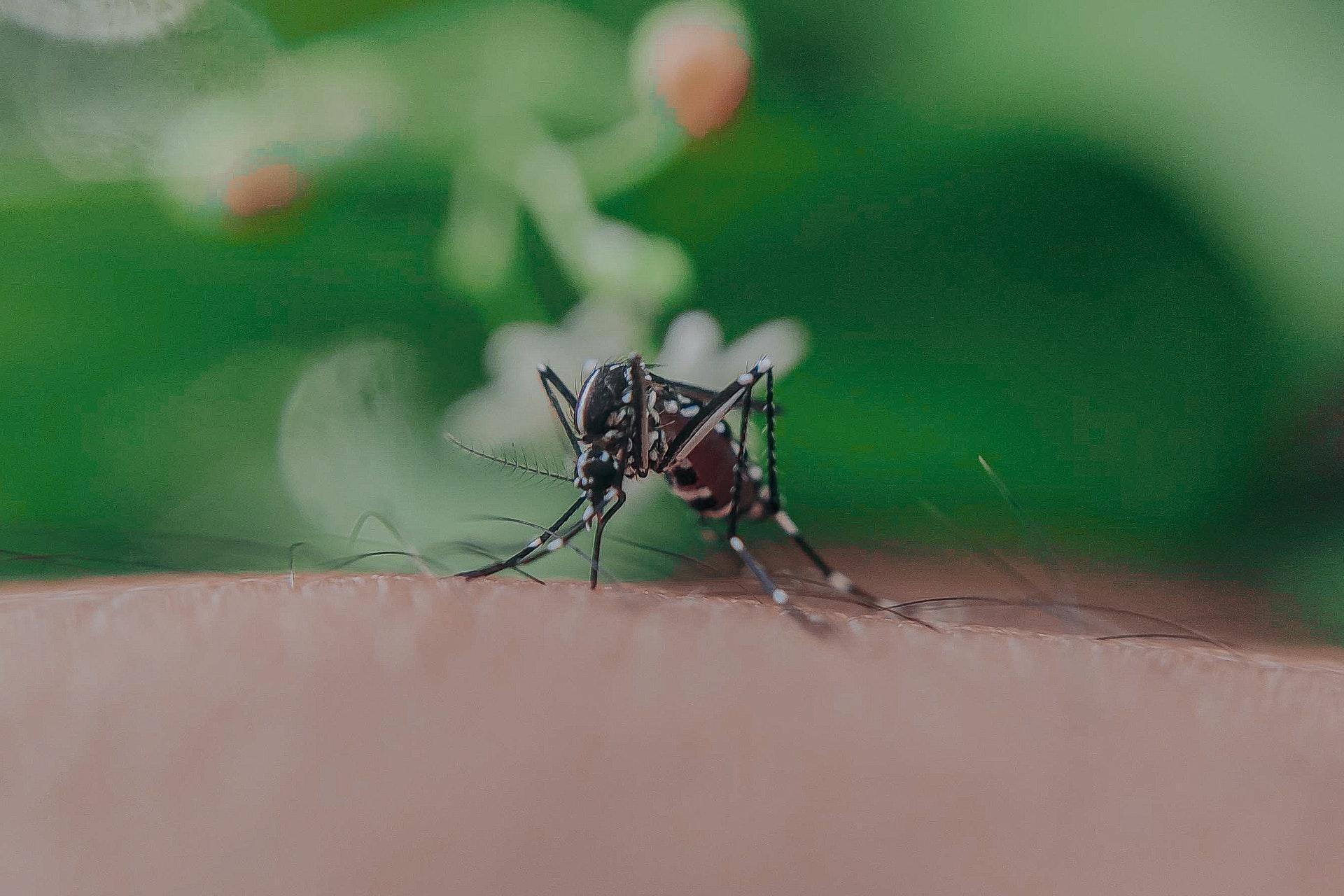 Amid COVID-19, dengue triggers new challenge in India